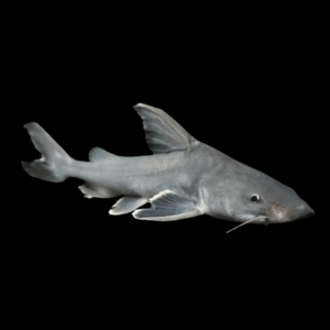 Thor Armoured Sea Catfish Hemiarius Stormii 20cm