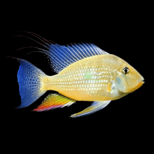 Threadfin Acara Acarichtys Heckelii 4cm