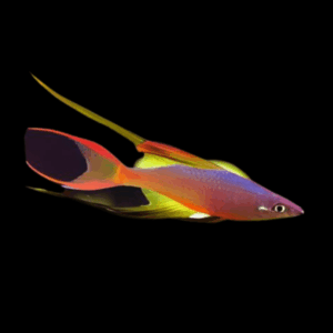 Threadfin Rainbow Fish Iriatherina Werneri 5cm