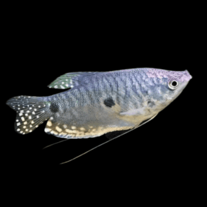 Three Spot Gourami Trichopodus Trichopterus 5cm