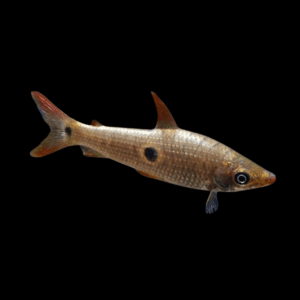 Three Spot Head stander Pseudanos Trimaculatus 5cm