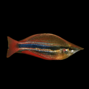 Three Stripe Rainbowfish Melanotaenia Trifasciatus 5cm