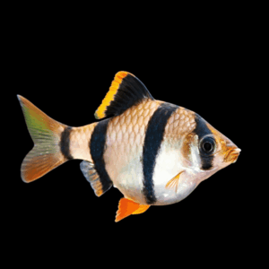 Tiger Barb Puntius Tetrazona 3cm