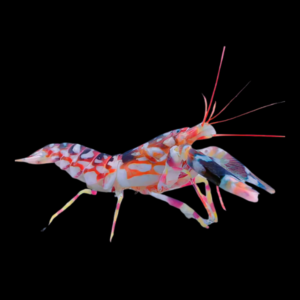 Tiger Shrimp Alpheus Bellulus