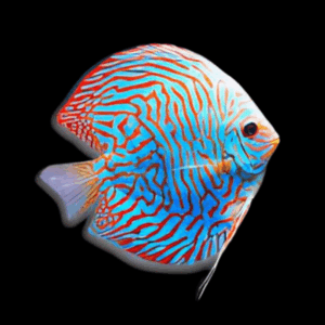 Tiger Turquoise Discus