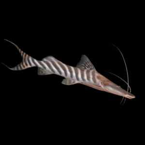 Brachyplatystoma Tigrinum Zebra Sholvelnose Catfish 12cm