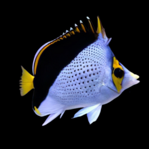 Tinkers Butterfly Fish Chaetodon Tinkeri