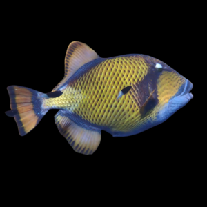Titan Trigger Fish Balistoides Viridescens