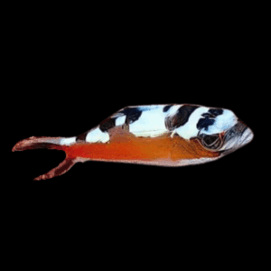 Tobacco Fish Grouper Serranus Tabacarius