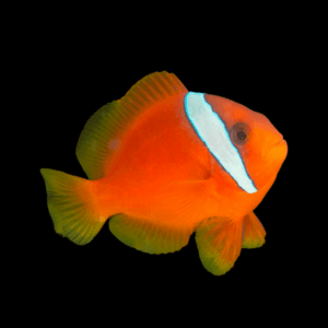 Tomato Barberi Clownfish Amphiprion Barberi