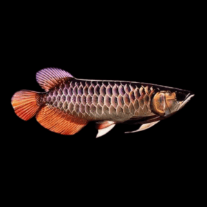 Tong Yang Arowana Scleropages Formosus 20cm