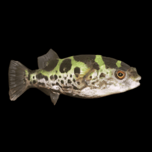 Topaz Pufferfish Tetraodon Fluviatilis 5cm