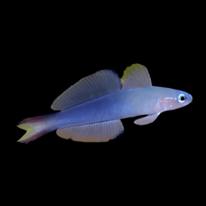 Torpedo Goby Ptereleotris Evides