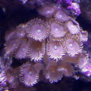 Tree Coral Polyp Acrozoanthus Sp