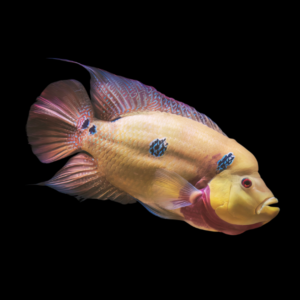 Trimac Three Spot Cichlid Cichlasoma Trimaculatum 10cm