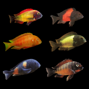 A1 Tanganyikan 10 x Assorted Tropheus Tanganyikan African Cichlids 4cm