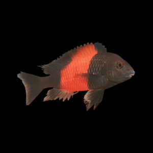 Tropheus Bemba Orange Flame Tanganyikan African Cichlids 4cm