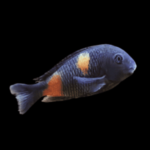 Tropheus Bulu Point Tanganyikan African Cichlids 4cm