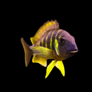 Tropheus Brichardi Canary Cheek Tanganyikan African Cichlids 4cm