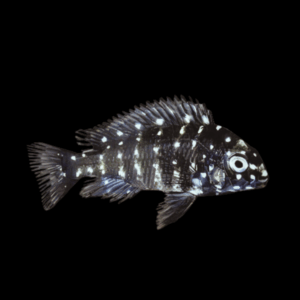 Tropheus Duboisi Tanganyikan African Cichlids 4cm