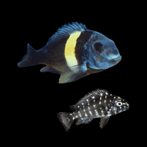 Tropheus Dubosi Masra Tanganyikan African Cichlids 4cm