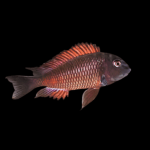 Tropheus Moliro Firecracker Tanganyikan African Cichlids 4cm