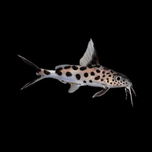 True Cuckoo Squeaker Catfish Synodontis Multipunctatus 4cm
