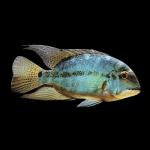 True Parrot Cichlid Hoplarchus Psittatus 10cm