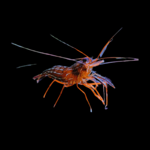 True Peppermint Shrimp Lysmata Wurdemanni