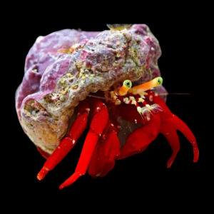 True Red Legged Hermit Crab Clibanarius Tricolor