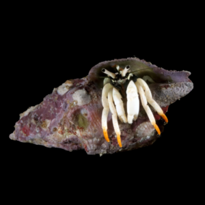 True White Legged Hermit Crab Clibanarius Tricolor