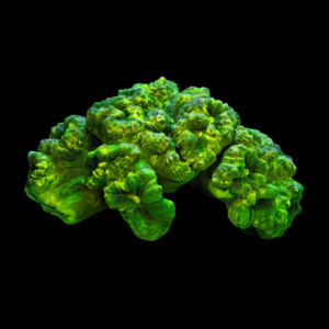 Trumpet Hard Coral Caulastrea Sp