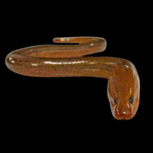 Tulip Swamp Eel Monopterus Albus 15cm
