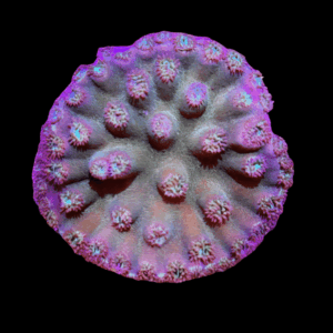 Turbinaria Cup Green Hard Coral