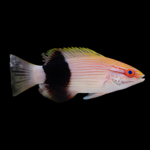 Tuxedo Hog Fish Bodianus Bilunulatus