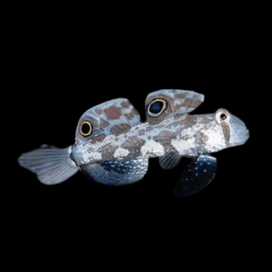 Twin Spot Goby Signigobius Biocellatus