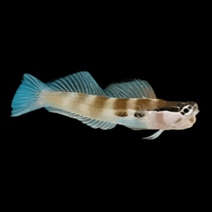 Monocle Blenny Ecsenius Bimaculatus