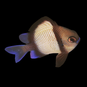 Two Stripe Humbug Damsel Dascyllus Carneus