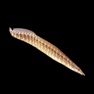 Tyre Track Spiny Eel Mastacembelus Armatus 10cm