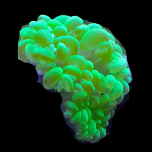 Ultra Green Bubble Hard Coral Plerogyra Sinuosa