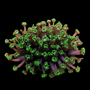 Ultra Green Cult Long Tentacle Goniopora Hard Coral