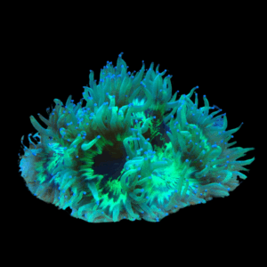 Green Pink Tip Soft Coral Frag Catalaphyllia Jardinei