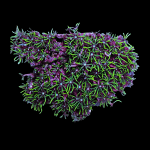 Ultra Green Star Coral Polyp Pachyclavularia Sp