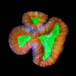 Ultra Toxic Lobophyllia Hard Coral