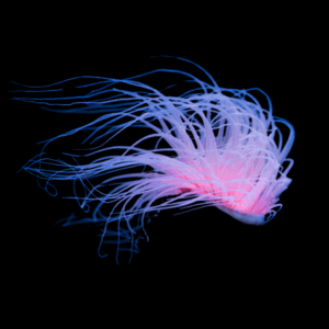 Ultra Tube Anemones Cerianthus Sp