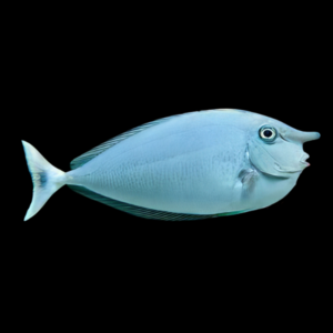 Unicorn Blue Naso Tang Naso Brevirostris