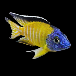 Aulonocara Usisya Neon Blue Peacock Malawi African Cichlid