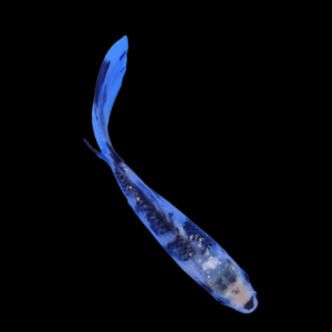 Utsurimono Butterfly Grade A Koi Carp Cyprinus Carpio