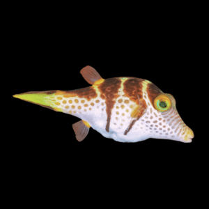 Valentini Pufferfish Canthigaster Valentini