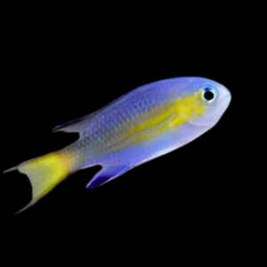 Vanderbilts Chromis Chromis Vanderbiliti